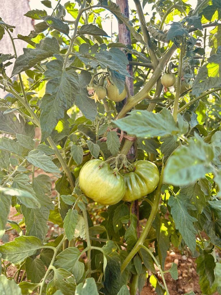 Kuca Za Odmor Sika Villa Sinj Kültér fotó
